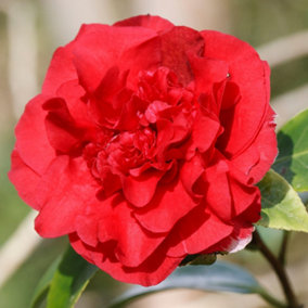 Camellia williamsii Ruby Wedding Garden Shrub - Elegant Deep Red Blooms, Evergreen Foliage, Compact Size, Hardy (15-30cm)