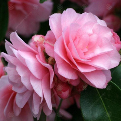 Camellia williamsii Spring Festival - Outdoor Flowering Shrub, Ideal for UK Gardens, Compact Size (15-30cm)