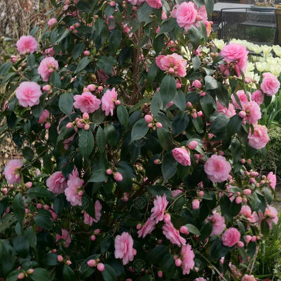 Camellia williamsii Spring Festival - Outdoor Flowering Shrub, Ideal for UK Gardens, Compact Size (15-30cm)