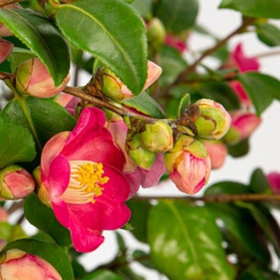 Camellia Winter Perfume Pink 3 Litre Potted Plant x 1