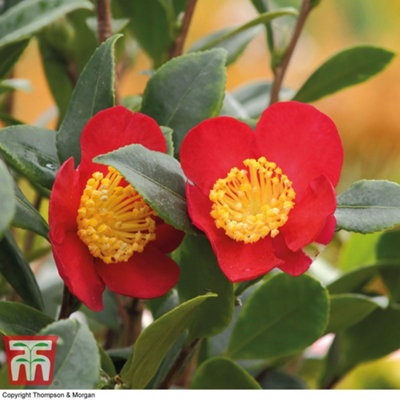 Camellia Yuletide 15cm Potted Plant x 1