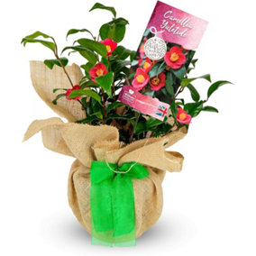 Camellia Yuletide in 2 Litre Pot - Gift Wrapped with Festive Green Bow