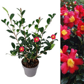 Camellia Yuletide in 2 Litre Pot - Gift Wrapped with Festive Red Bow