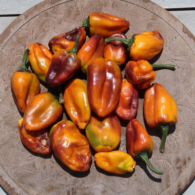 Camelot VSRP Poblano Chilli Seeds - 10 Fresh Seeds