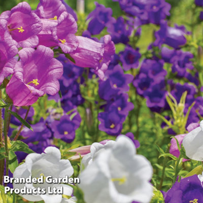 Campanula Canterbury Bells 1 Litre Potted Plant x 1