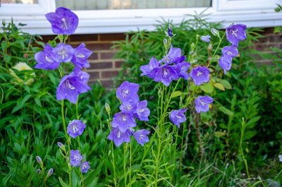 Campanula Canterbury Bells Mixed Flower Seeds (Approx. 895 seeds) by Jamieson Brothers