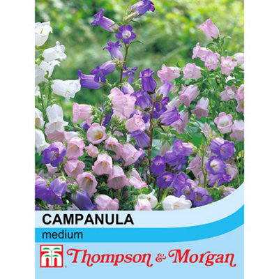 Campanula Medium (Canterbury Mixed) 1 Seed Packet (850 Seeds) | DIY at B&Q