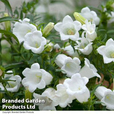 Campanula persicifolia Alba 1 Litre Potted Plant x 1