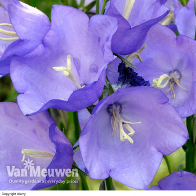 Campanula persicifolia Bells Blue 15 Garden Ready Plants