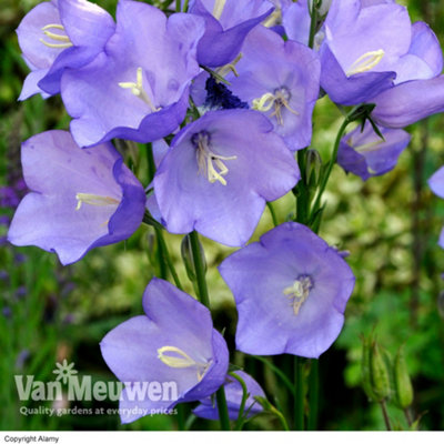 Campanula persicifolia Bells Blue 15 Garden Ready Plants
