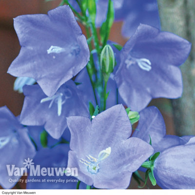 Campanula persicifolia Bells Blue 15 Garden Ready Plants - 3