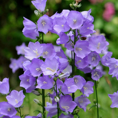 Campanula persicifolia Telham Beauty 1 Litre Potted Plant x 2