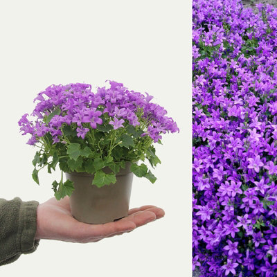 Campanula Porto (Bell-Flowers) - Indoor Plant in 11cm Pot - Rich Purple  Flowers