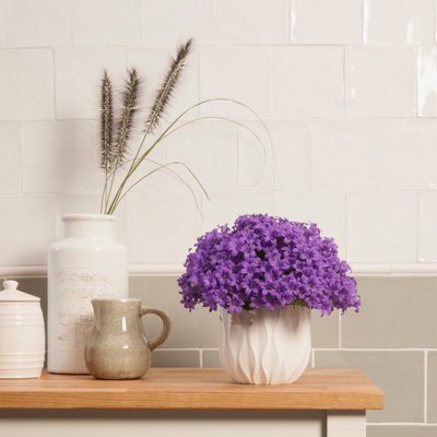 Campanula Porto (Bell-Flowers) - Indoor Plant in 11cm Pot - Rich Purple Flowers