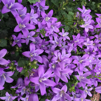 Campanula Porto (Bell-Flowers) - Indoor Plant in 11cm Pot - Rich Purple Flowers - 3