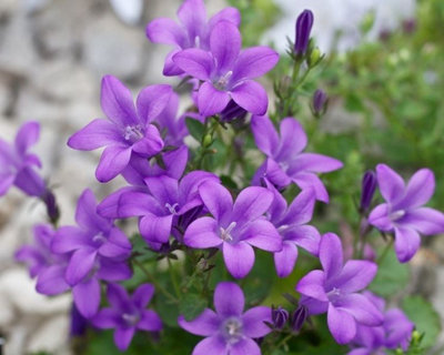 Campanula Porto (Bell-Flowers) - Indoor Plant in 11cm Pot - Rich Purple Flowers - 4