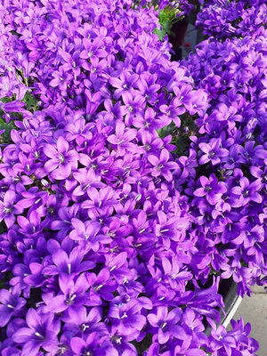 Campanula Porto (Bell-Flowers) - Indoor Plant in 11cm Pot - Rich Purple Flowers - 5