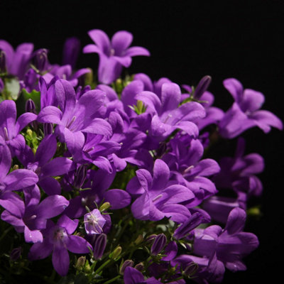 Campanula Porto (Bell-Flowers) - Indoor Plant in 11cm Pot - Rich Purple Flowers - 6