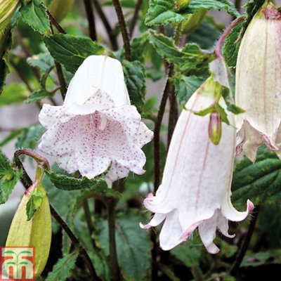 Campanula punctata 9cm Potted Plant x 1