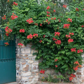 Campsis Madame Galen Chinese Trumpet Red Flowering Vine Plant 60cm Cane 3L Pot