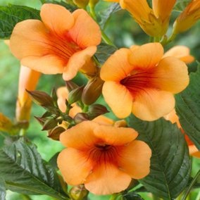 Campsis Orange Trumpet 2L 60cm Tall Hardy Climbing Plant for Gardens and Trellis