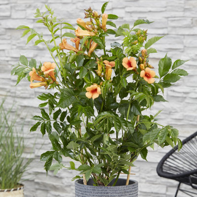 Campsis Orange Trumpet 2L 60cm Tall Hardy Climbing Plant for Gardens and Trellis