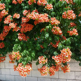 Campsis Radicans - Orange Flowers, Fast-Growing, Climbing Shrub, Hardy (20-30cm Height Including Pot)