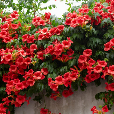 Climbing plants uk sales
