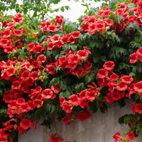 Campsis Red Trumpet Vine in a 2L Pot, 60cm Tall, Hardy Climbing Plants for UK Gardens - Established, Ready to Plant Out