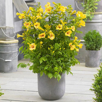 Campsis Yellow Trumpet in a 2L Pot