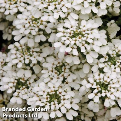 Candytuft Giant Hyacinth Flowered 1 Seed Packet (250 Seeds)