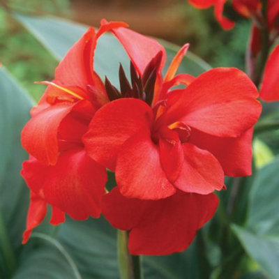 10 Migliori Canna Indica Pianta In Italia - 9