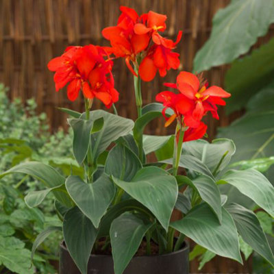 10 Migliori Canna Indica Pianta In Italia - 10