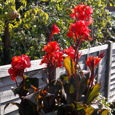 Canna Tropicanna Black - Exotic Foliage, Vibrant Flowers, Compact Size (10-20cm Height Including Pot)