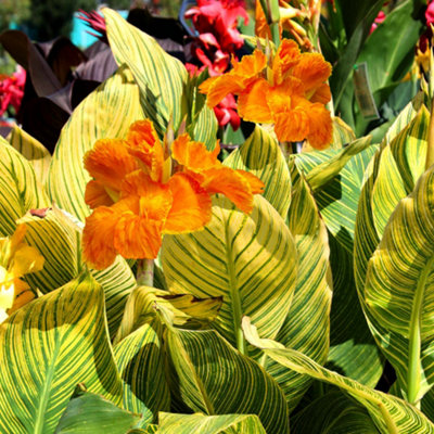 Canna Tropicanna Gold - Exotic Foliage, Striking Yellow Blooms, Compact Size (10-20cm Height Including Pot)