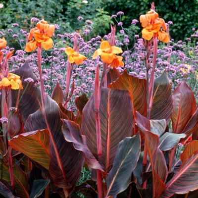 Canna Tropicanna - Striking Foliage, Tropical Appeal, Compact Size (10-20cm Height Including Pot)