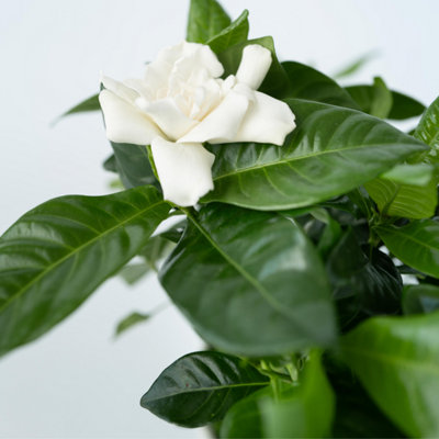 Cape Jasmine - 2 pcs. - Gardenia jasminoides - Height 20-30cm