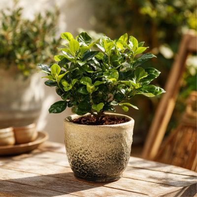 Cape Jasmine - 2 pcs. - Gardenia jasminoides - Height 20-30cm