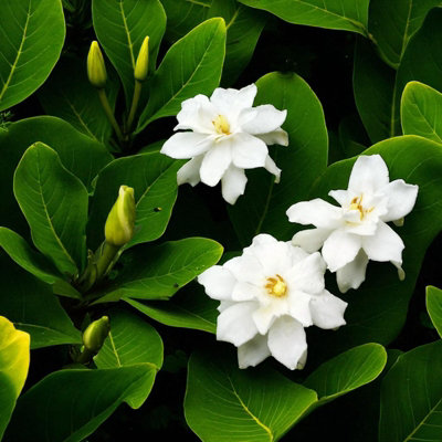 Cape Jasmine Plant in 13cm Pot - Evergreen Shrub with Fragrant