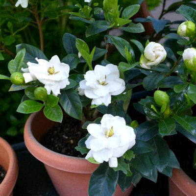 【新品未使用】38-kT THE RICH 最新作 Cape Jasmine Cape Jasmine Plant in 13cm Pot - Evergreen Shrub with Fragrant