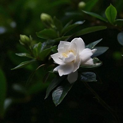 Cape Jasmine Plant in 13cm Pot - Evergreen Shrub with Fragrant