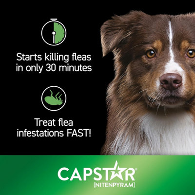 Capstar Flea Treatment Tablets for Medium and Large Dogs from 11.5kg to ...