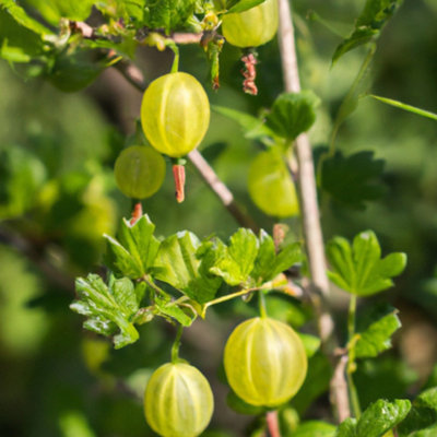 Captivator Gooseberry (Ribes uva-crispa) Tree - 5Ltr Potted