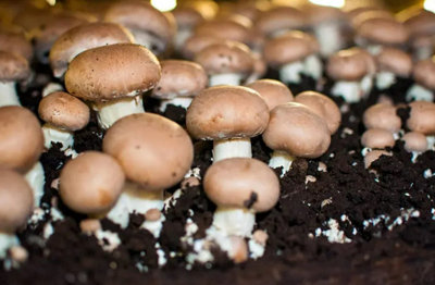 Carbeth Plants Brown Mushroom Growing Kit - Grow Your Own Suffolk Mushrooms