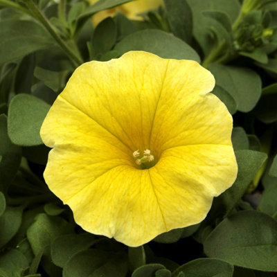 Carbeth Plants Calibrachoa Yellow Trailing Bedding Plants 2 x 9cm Pot ...
