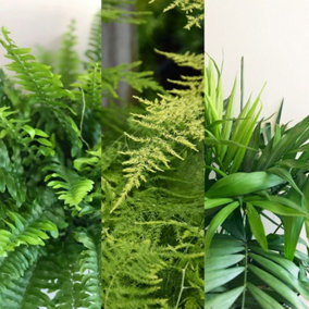Carbeth Plants Foliage Plant Mix - Boston Fern, Parlour Palm and Asparagus Fern