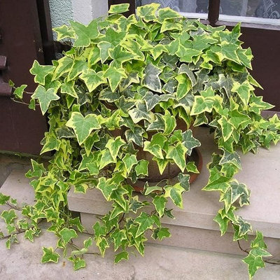 Carbeth Plants - Indoor Plants - Goldchild Ivy - Hedera Helix Plant in 9cm Pot