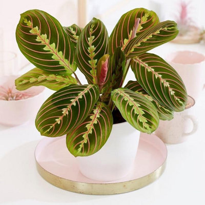 Carbeth Plants - Indoor Plants - Maranta Fascinator - Tricolour Prayer Plant in 8.5cm Pot
