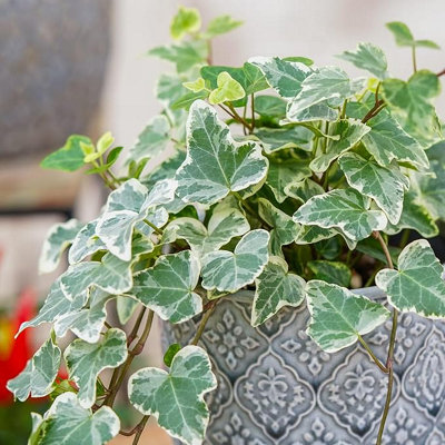 Carbeth Plants - Indoor Plants - White Wonder Ivy - Hedera Helix Plant in  9cm Pot