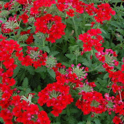 brumisateur pour plante Brumisateur pour plantes Gold Carlise